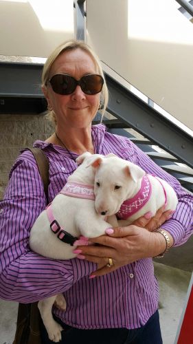 Cubbins Nelson Bay Boarding Kennels & Cattery - e-Seniors 0