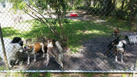Cubbins Nelson Bay Boarding Kennels & Cattery - e-Seniors 4