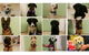 Killarney Vale Veterinary Clinic Puppy Pre School - thumb 1