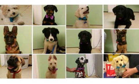 Killarney Vale Veterinary Clinic Puppy Pre School - e-Seniors 1