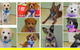 Killarney Vale Veterinary Clinic Puppy Pre School - thumb 2