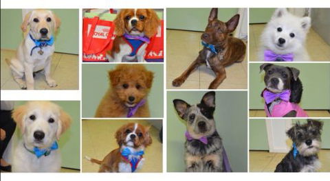 Killarney Vale Veterinary Clinic Puppy Pre School - e-Seniors 2