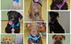 Killarney Vale Veterinary Clinic Puppy Pre School - thumb 3