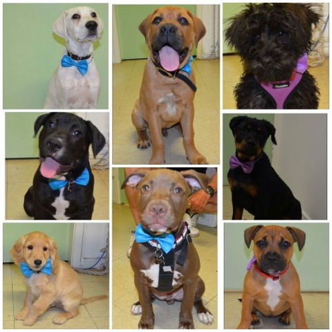 Killarney Vale Veterinary Clinic Puppy Pre School - e-Seniors 3