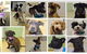 Killarney Vale Veterinary Clinic Puppy Pre School - thumb 4