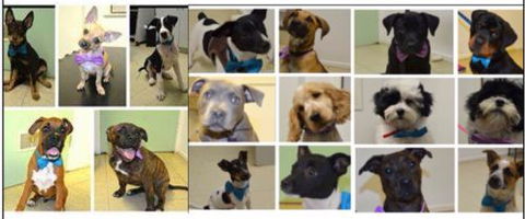 Killarney Vale Veterinary Clinic Puppy Pre School - e-Seniors 4