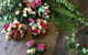 Newcastle Forever Flowers - thumb 0