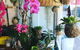 Newcastle Forever Flowers - thumb 2